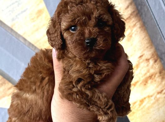 Ruhsatli Çi̇ftli̇kten Anne Altinda Toy Poodle Yavrulari görsel