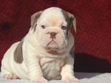 Çi̇kolata  İngi̇li̇z  Buldog Yavrulari