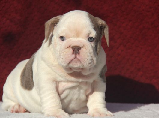 Çi̇kolata  İngi̇li̇z  Buldog Yavrulari görsel