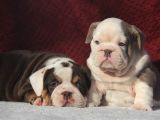 Çi̇kolata  İngi̇li̇z  Buldog Yavrulari