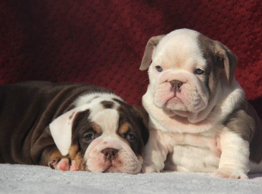Çi̇kolata  İngi̇li̇z  Buldog Yavrulari görsel
