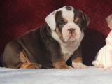 Çi̇kolata  İngi̇li̇z  Buldog Yavrulari