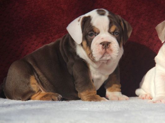 Çi̇kolata  İngi̇li̇z  Buldog Yavrulari görsel