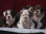 Çi̇kolata  İngi̇li̇z  Buldog Yavrulari