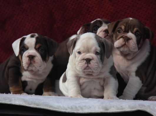 Çi̇kolata  İngi̇li̇z  Buldog Yavrulari görsel