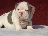 ÇİKOLATA  İNGİLİZ  BULDOG YAVRULARI