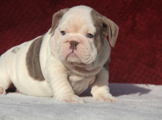 Çi̇kolata  İngi̇li̇z  Buldog Yavrulari