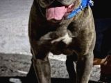 Kali̇teli̇ Cane Corso Yavrularimiz