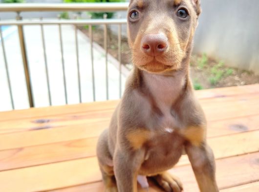 Doberman Yavrularııı görsel