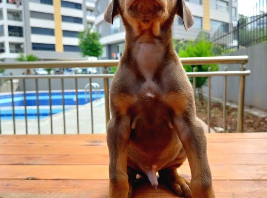 Doberman Yavrularııı görsel