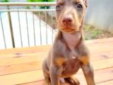 Doberman Yavrularııı