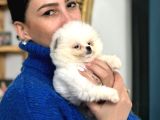 Pomerian Boo Yavrularım Sağlık Ve Irk Garantilid
