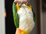 Caique Papağani Evci̇l
