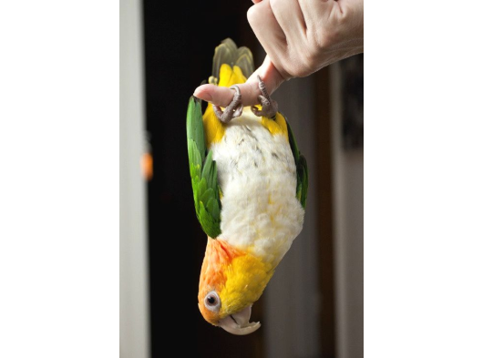 Caique Papağani Evci̇l görsel