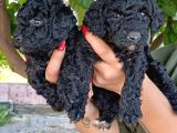 Poodle Yavrulrimiz