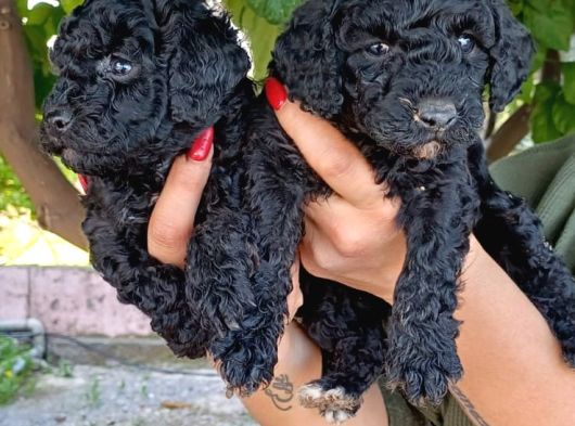 Poodle Yavrulrimiz görsel