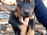 Üst Düzey Doberman Yavrular