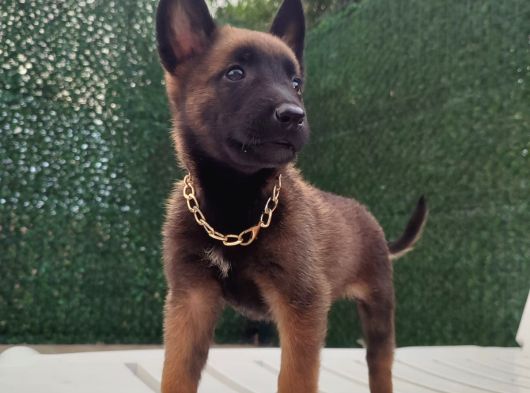 Malinois Yavrularım Sağlık Ve Irk Garantili görsel