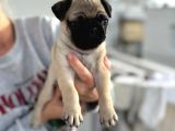 Hamburger Surat Gül Kuyruk Pug Mops Yavrular