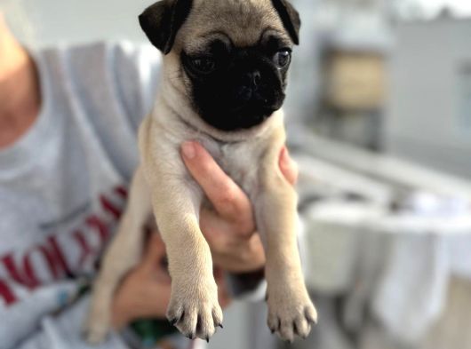 Hamburger Surat Gül Kuyruk Pug Mops Yavrular görsel