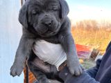 Kali̇teli̇ Cane Corso Yavrularimiz