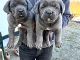 Kali̇teli̇ Cane Corso Yavrularimiz