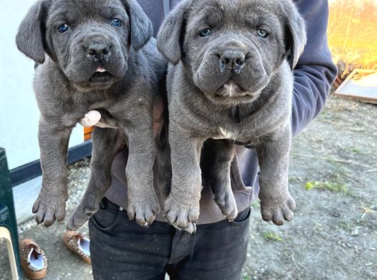 Kali̇teli̇ Cane Corso Yavrularimiz görsel