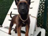 Malinois Yavrularım Sağlık Ve Irk Garantili