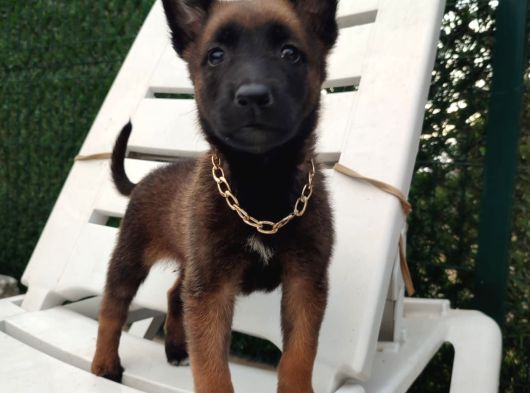 Malinois Yavrularım Sağlık Ve Irk Garantili görsel