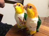 Caique PAPAĞANI EVCİL