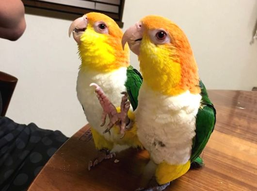 Caique PAPAĞANI EVCİL