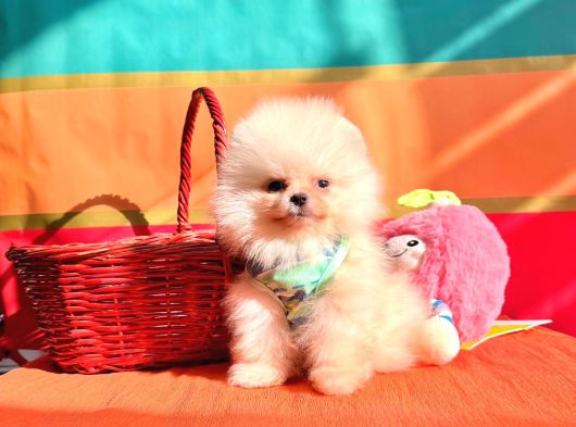 Orji̇nal Pomerani̇an Boo Bebekler görsel