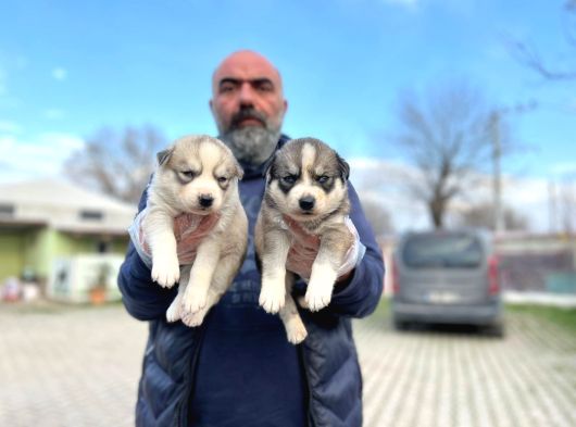 Mavi Gözlü Sibirya Kurdu Husky Yabrulaeımız görsel