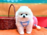 ORJİNAL POMERANİAN BOO BEBEKLER