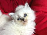 2 Aylık  British Longhair Bluepoint