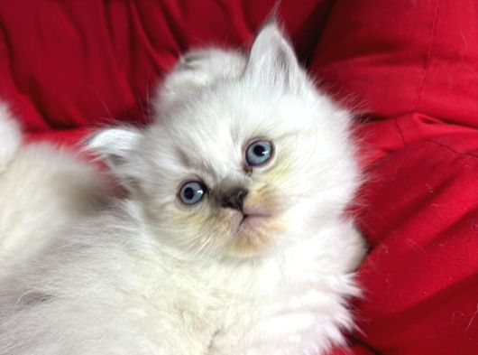 2 Aylık  British Longhair Bluepoint görsel