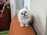 2 Aylık  British Longhair Bluepoint