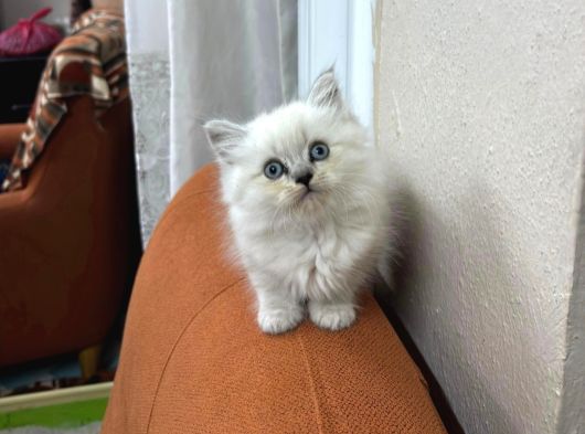 2 Aylık  British Longhair Bluepoint görsel