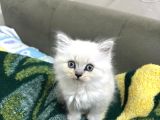 2 Aylık  British Longhair Bluepoint