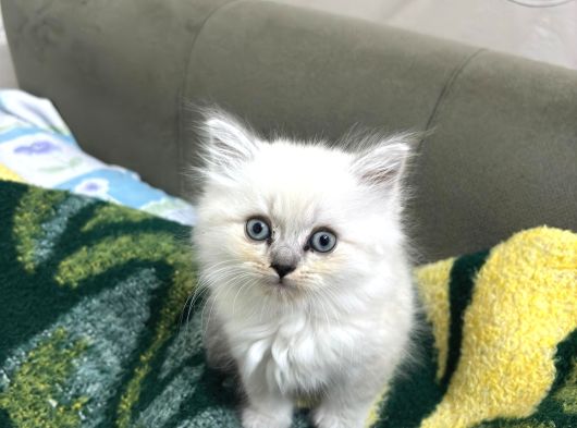 2 Aylık  British Longhair Bluepoint görsel