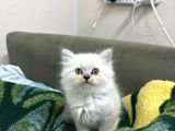 2 aylık  british Longhair Bluepoint