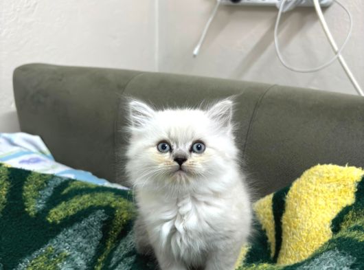 2 Aylık  British Longhair Bluepoint