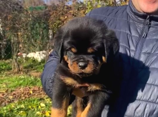 Rottweiler Namıdiğer Rottie Yavrular görsel
