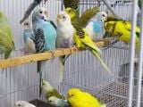 Cek Muhabbet Kuşlari