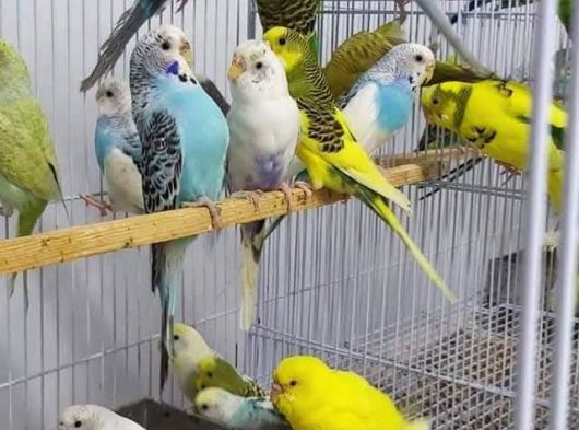 Cek Muhabbet Kuşlari görsel