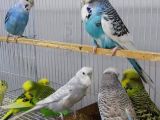 Cek Muhabbet Kuşlari
