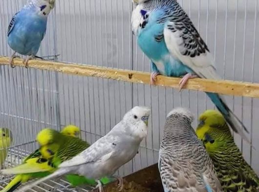 Cek Muhabbet Kuşlari görsel