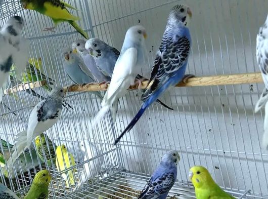 Cek Muhabbet Kuşlari görsel