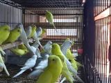 Cek Muhabbet Kuşlari