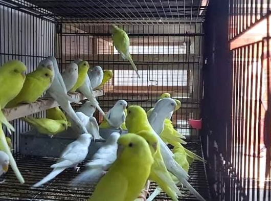 Cek Muhabbet Kuşlari görsel